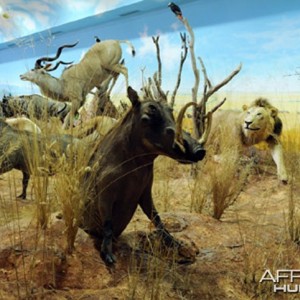 Africa Diorama at the Keszthely Hunting Museum by Bela Hidvegi