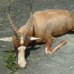 Blesbok hunt Eastern Cape SA