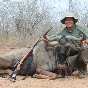 Blue Wildebeest hunted in Zimbabwe