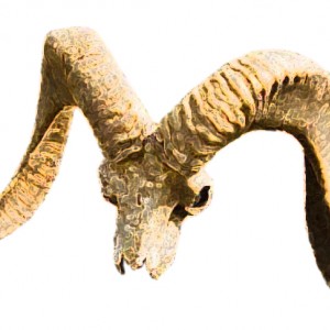 Marco Polo Sheep Skull