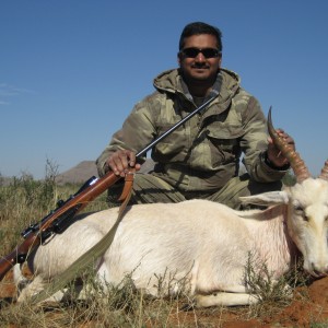 White Blesbok Northern Cape SA