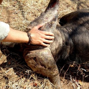Buffalo hunted in Zimbabwe