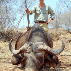 Buffalo hunted in Zimbabwe