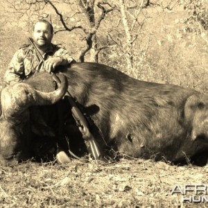 Big bossed buffalo www.lloydsafaris.co.za