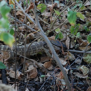 Monitor Lizard, Namibia