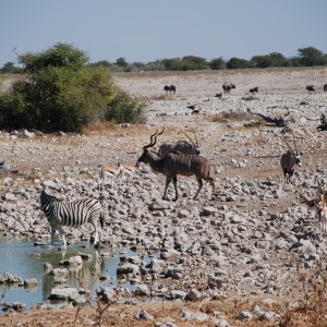 Etosha, Namibia