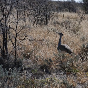 Kori Bustard, Namibia