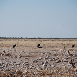 Springbok at Etosha