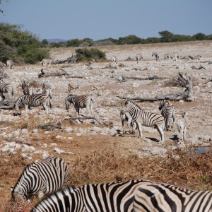 Etosha National Park