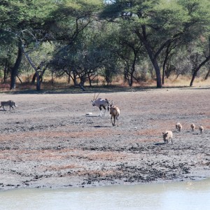 Ozondjahe Hunting Safaris, Namibia