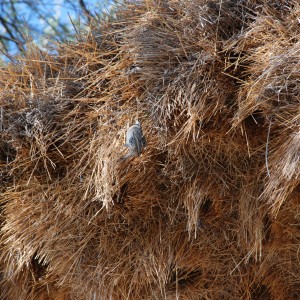 Communal nest, Namibia