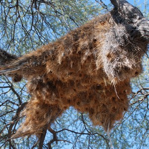 Communal nest, Namibia