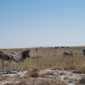 Zebra at Etosha, Namibia