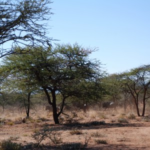 Blue Wildebeest, Namibia