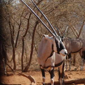 48 inch Oryx cow -Lindenhof Safaris