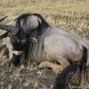 Wildebeest