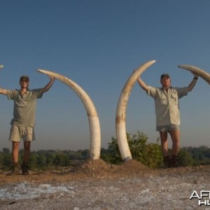 A set of 80 and 70 pound Elephant tusks