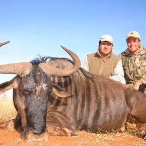Blue Wildebeest hunted with Hartzview Hunting Safaris