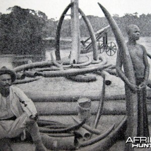 Large Forest Elephant Tusks from Congo