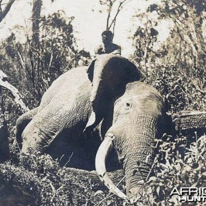 Big Trophy Elephant hunted around the 1930's