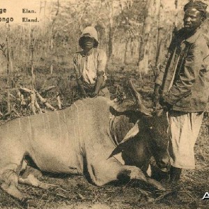 Hunting Belgian Congo, Eland