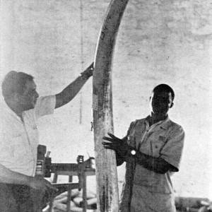 132 pounds and 7 and a half feet long Elephant tusk