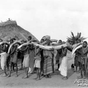 Bearers with Elephant tusks