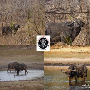 Buffaloes from Selous