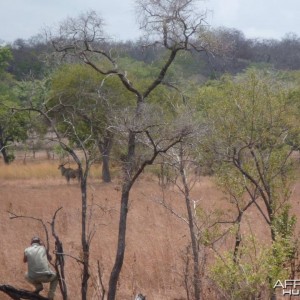 East african Eland