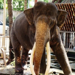 Massive Asiatic Temple Elephant Tusker