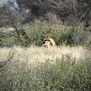 Lion South Africa