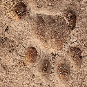 Lion Track South Africa