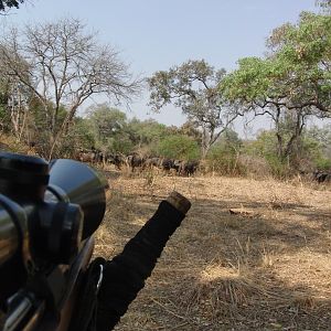 Cape Buffalo