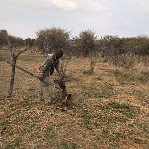 Sammy with a Bushbuck killed by a Cheetah