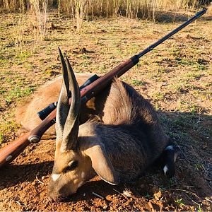 South Africa Hunt Bushbuck