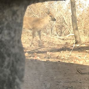 Duiker in South Africa