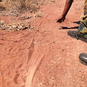 Tracks where a honey badger had killed a snake