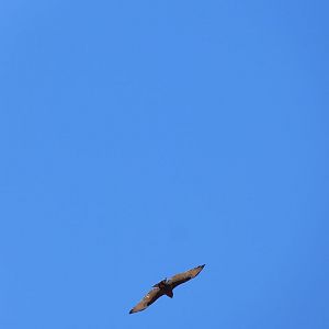 Eagle in the sky South Africa