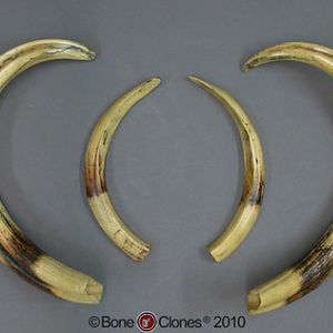 19" Warthog Tusks