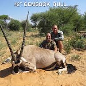 42" Gemsbok Bull