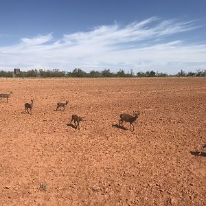 Dybowski Sika Deer in Texas USA