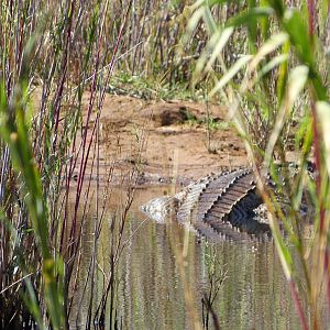 Crocodile South Africa