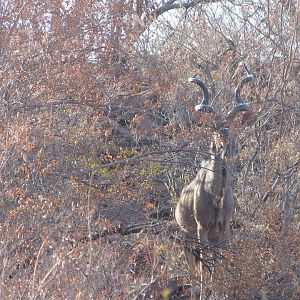 Kudu in South Africa