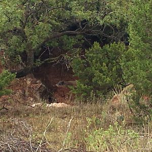 Eurasian Boar in Texas USA