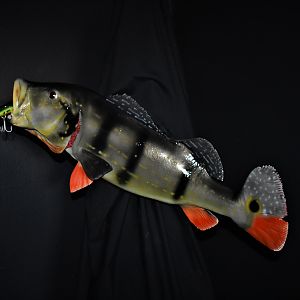Peacock Bass Full Mount Taxidermy
