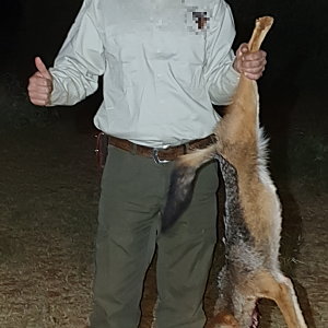 Jackal Hunt South Africa