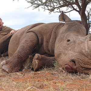 South Africa Hunting White Rhino