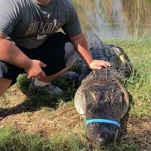 Little Texas USA Hunting Alligator