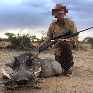 Warthog Hunting Namibia