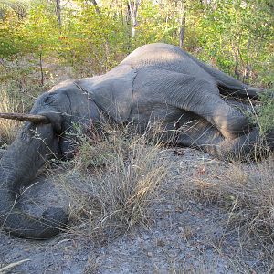 Namibia Hunt Elephant